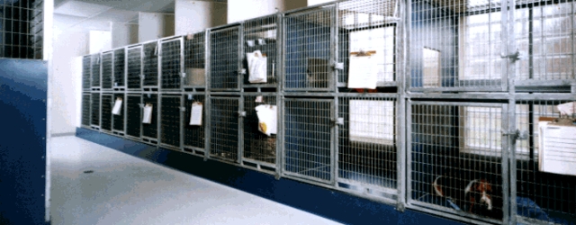 Clean AND Quiet Kennel