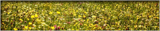 Fields of potential allergens