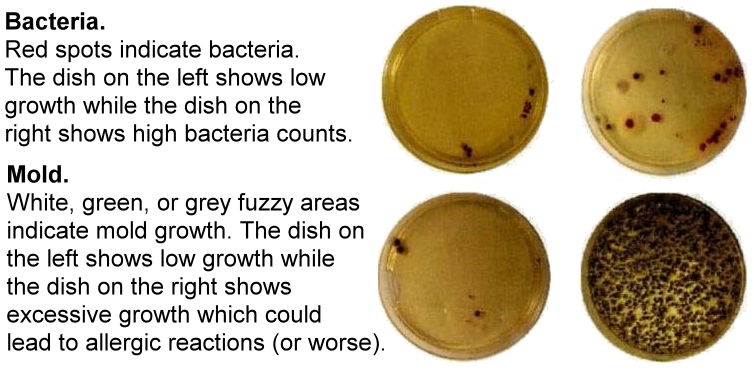 Petri Dish Comparison