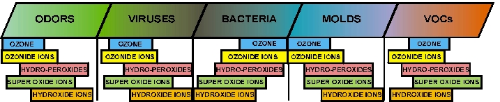 Radical Hydroxyls