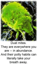 Dust mites