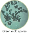 Magnified mold spores