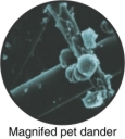 Magnified pet dander