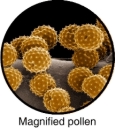 Magnified pollen