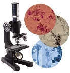 Microscopic mold samples