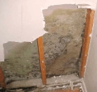 Mold in wall cavity