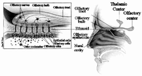 How the sense of smell works