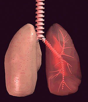 Lungs and Bronchi