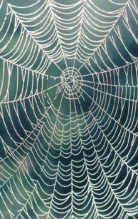 Is your air filter any more effective than a spider's web?